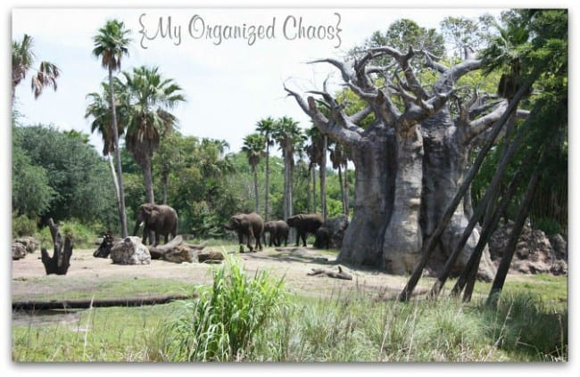 A herd of elephants standing next to a tree