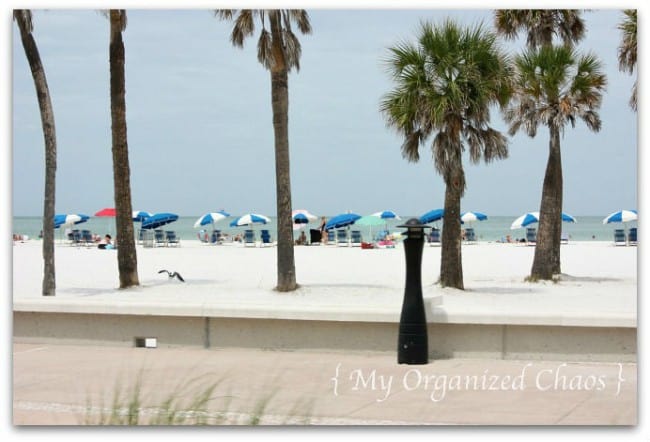 A group of palm trees on a beach, in clearwater florida
