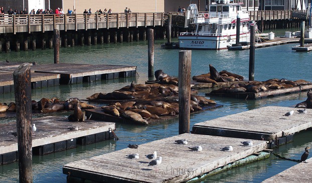 Sea Lions Fishermans Wharf San Francisco My Organized Chaos