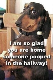 funny animal pictures 4