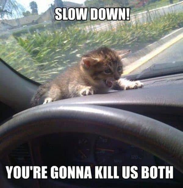 A cat in a car, funny