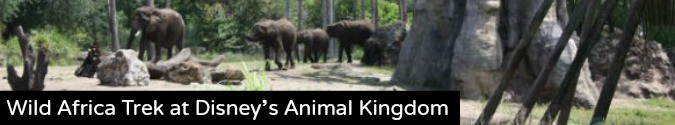 Wild Africa Trek at Disney’s Animal Kingdom