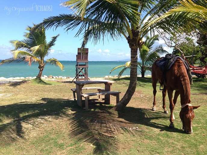 Horseback-Ride-and-Swim-jamaica-travel