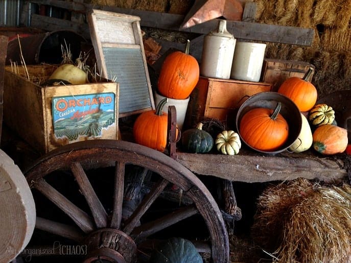 pumpkin-farm-fall
