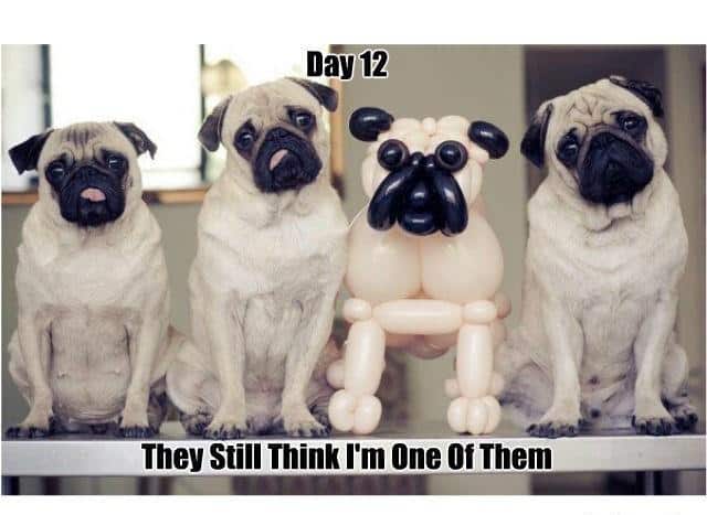 Funny-dogs-photos