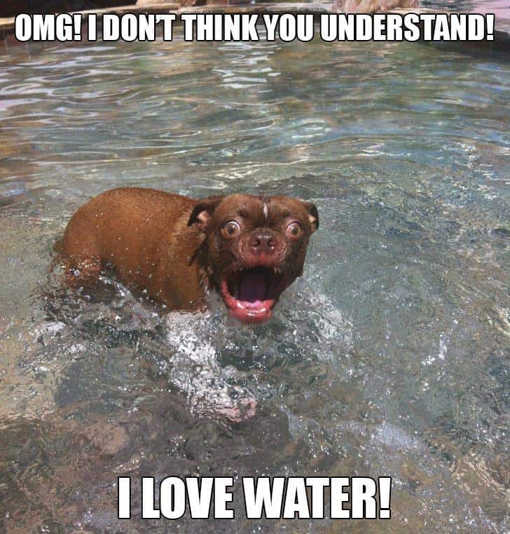 A dog swimming in the water, funny