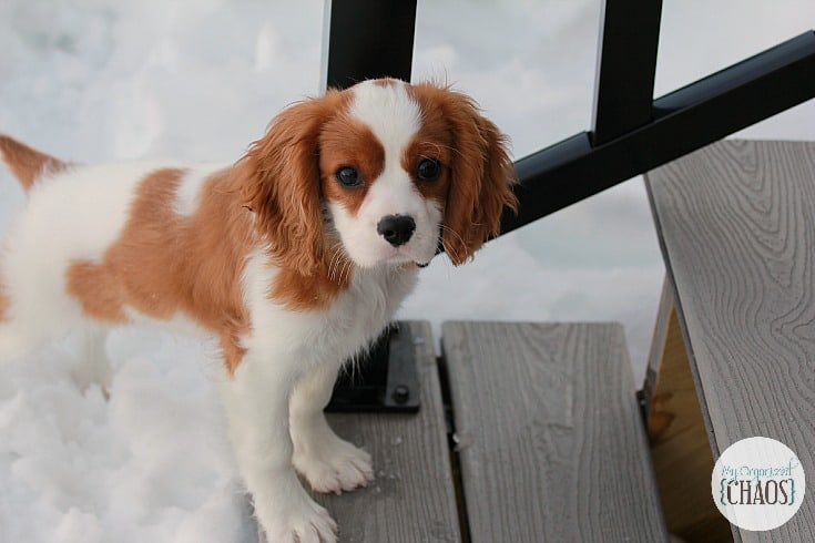 new puppy is like having a baby cavalier king charles