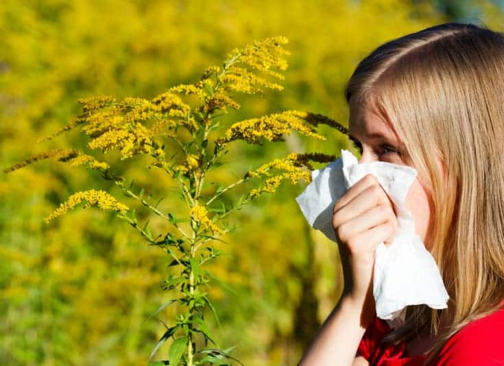 Ragweed Allergy Facts and Relief