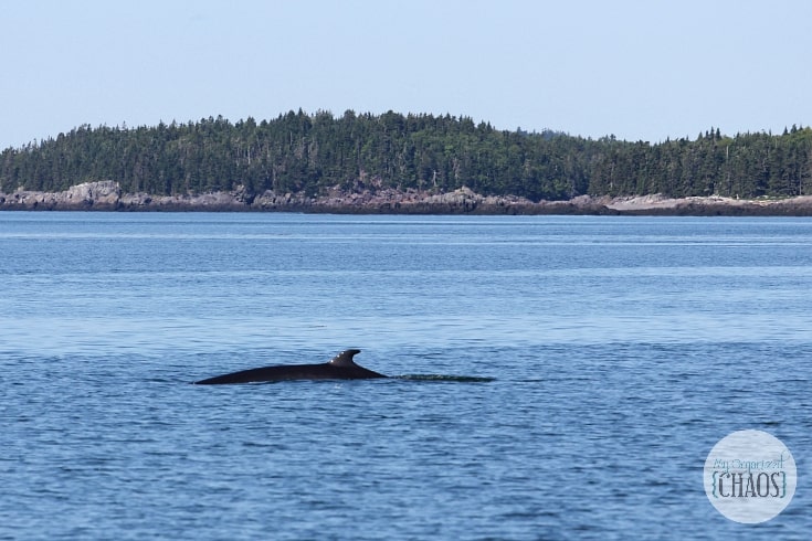 whale watching st andrews new brunswick canada