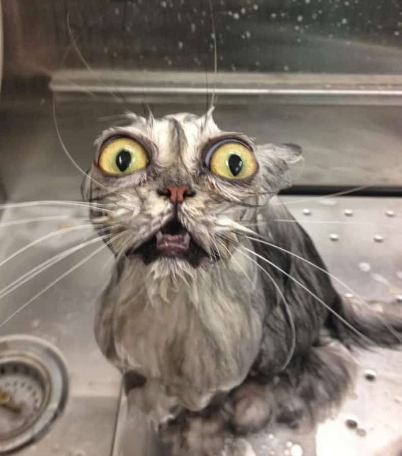 A cat having a bath