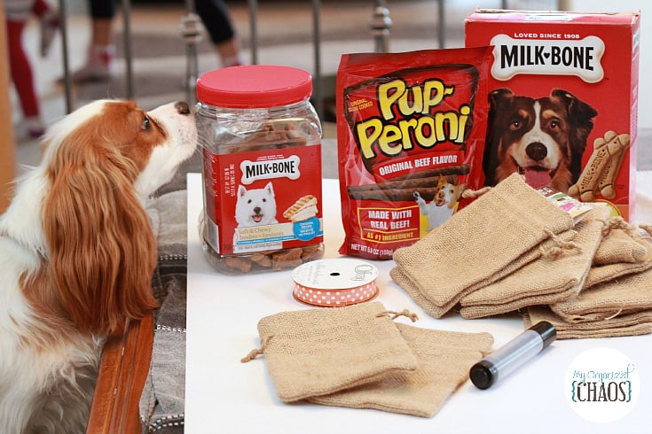 halloween dog treats DIY big heart pet brands
