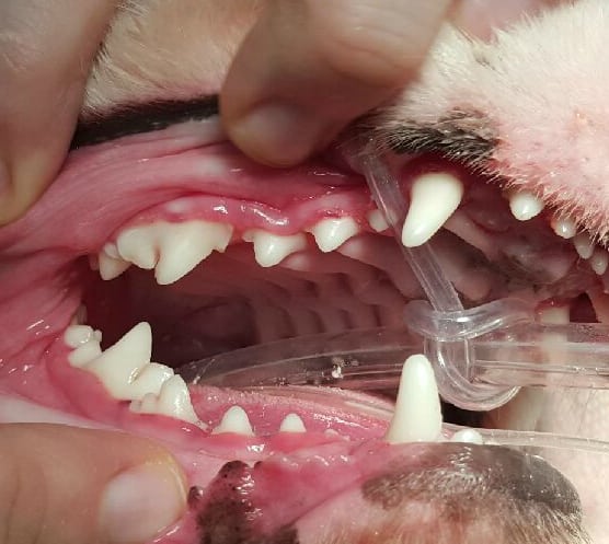 A close up dog Tooth