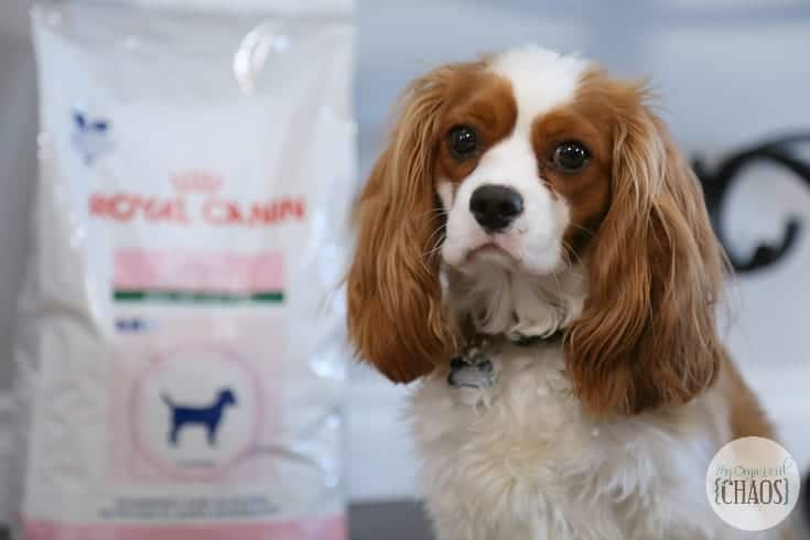 royal canin dental health for pets dogs charlie