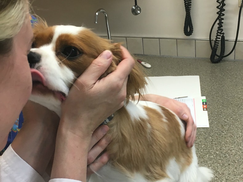 dental checkup dogs royal canin