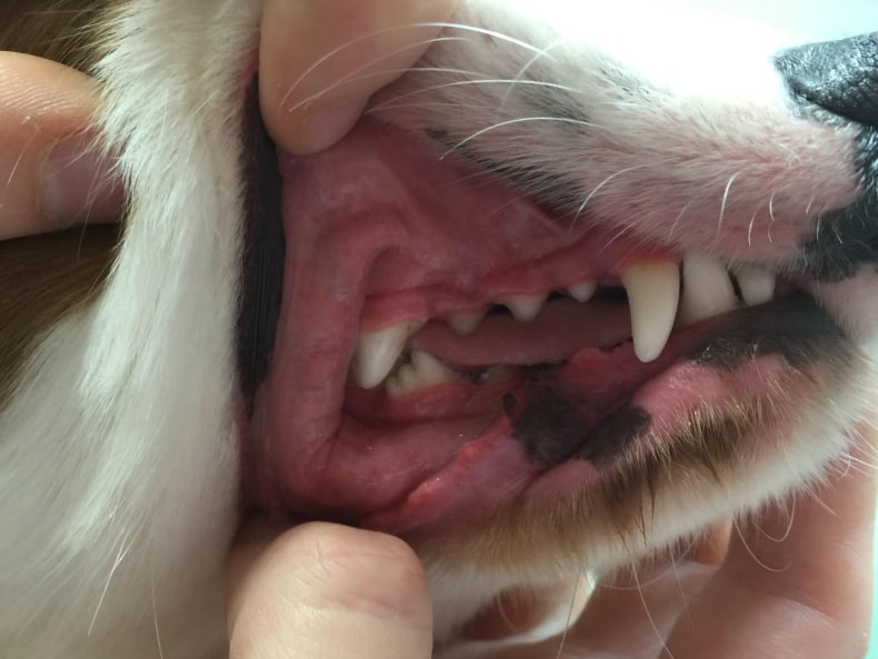 dental checkup results royal canin dog food