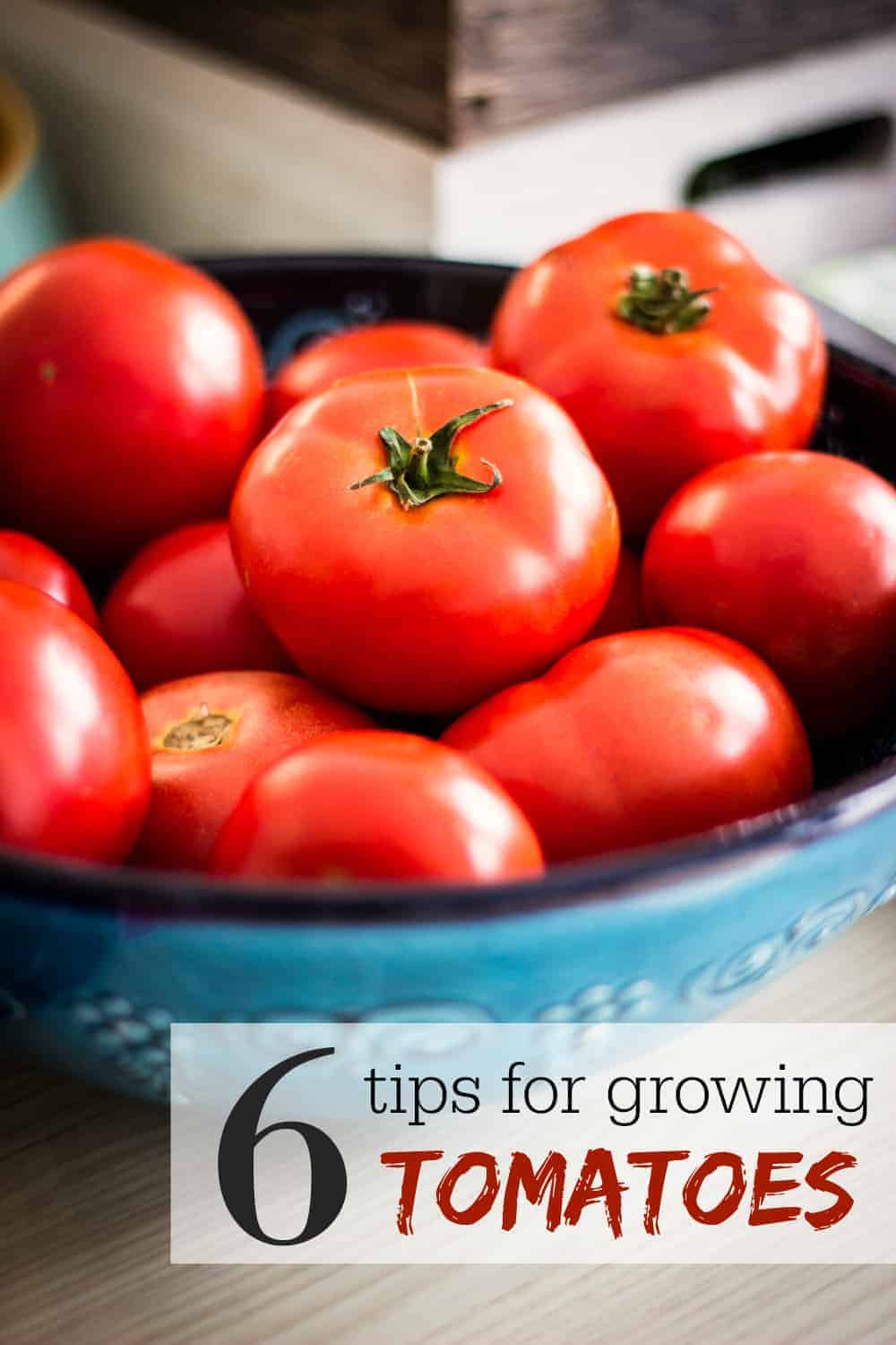 6 Tips for Growing Tomatoes