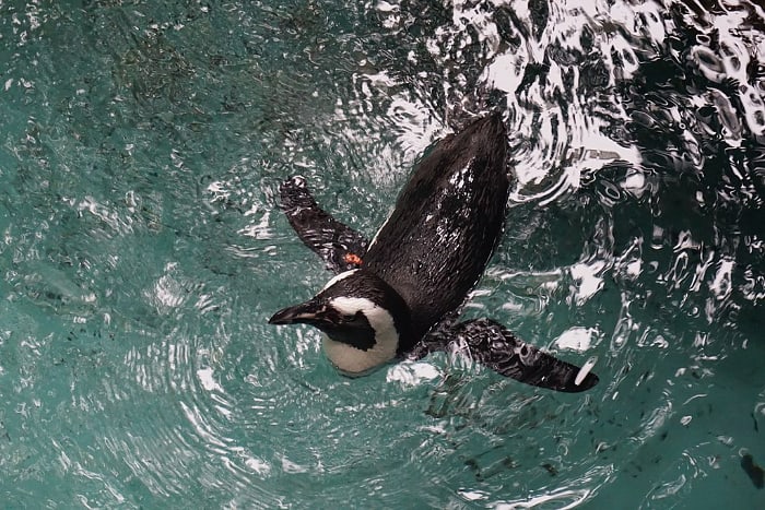 A penguin swimming in the water